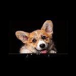 ��������� TopDevice 43" TDTV43CS03U ������ LED UHD 60Hz Smart TV YaOS
